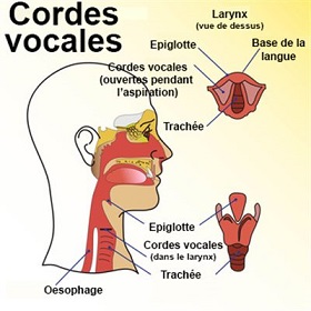 Cordes vocales extinction de voix