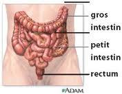 Intestin 1