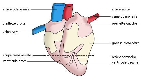 Coeur