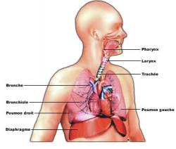 Diaphragme