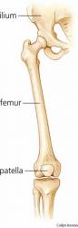 Femur 1