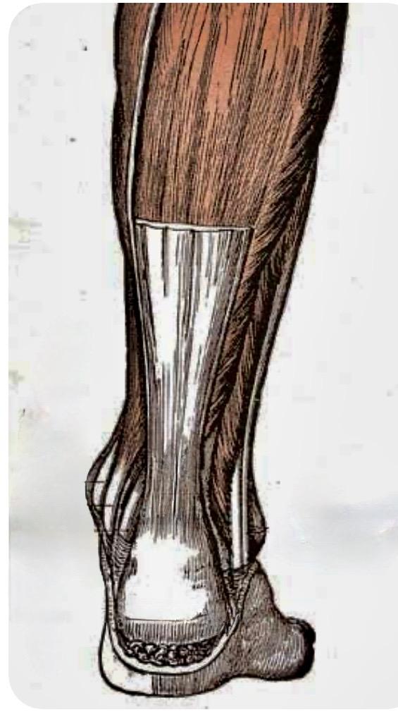 Illustration tendons méthode Estelle Daves 