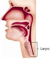 Laryngite