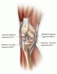 Ligaments 1