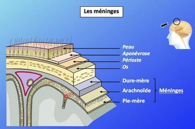 Meninges psychosomatique