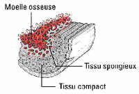 Moelle osseuse 1