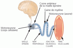 Myopathies 1