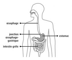 Oesophage 1