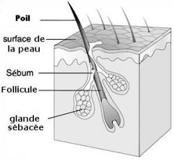 Poil 1