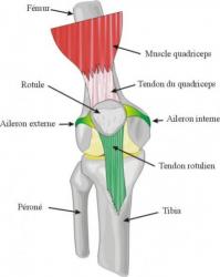 Rotule 1