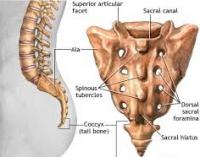 Sacrum