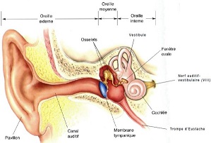 Symbolique de l oreille