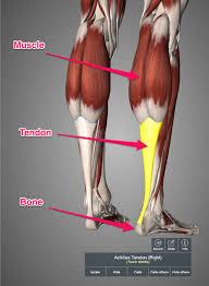 Tendon 1