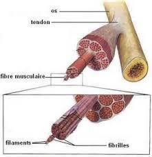 Tendon 2
