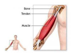 Tendons 3