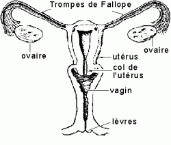 Trompes de fallope