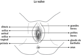 Vulve